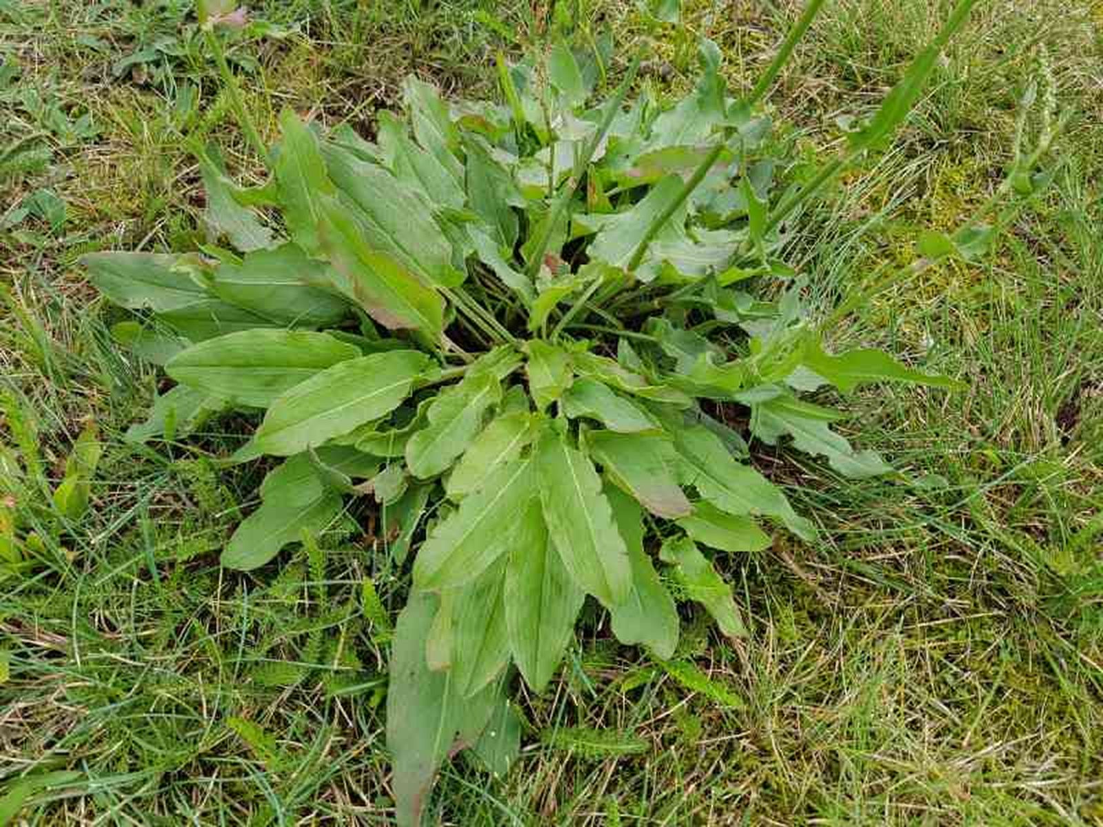 Rumex acetosa Rumex acetosa