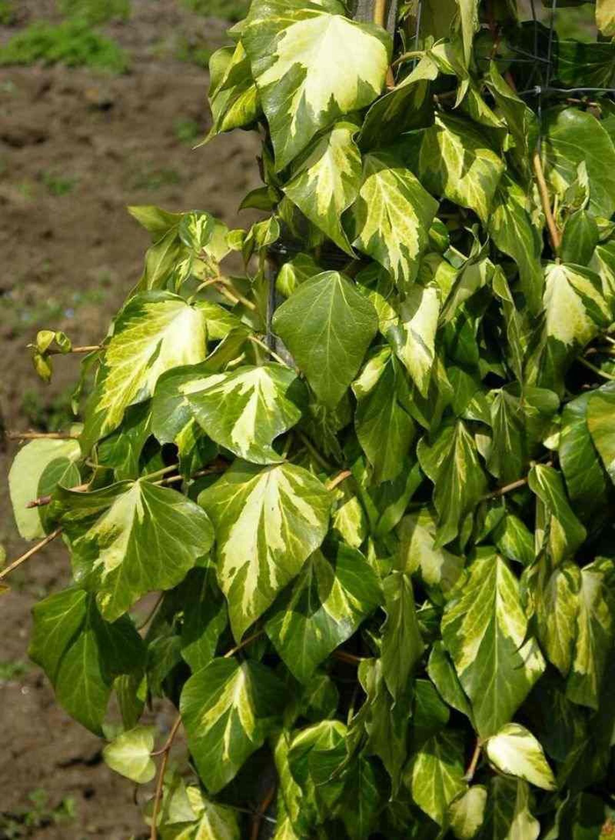Hedera colchica