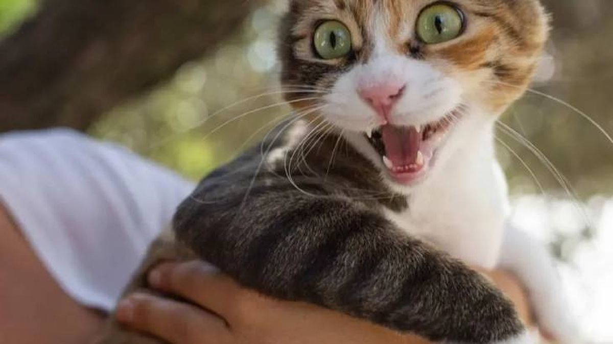 gato maulla por la noche 1 (1)