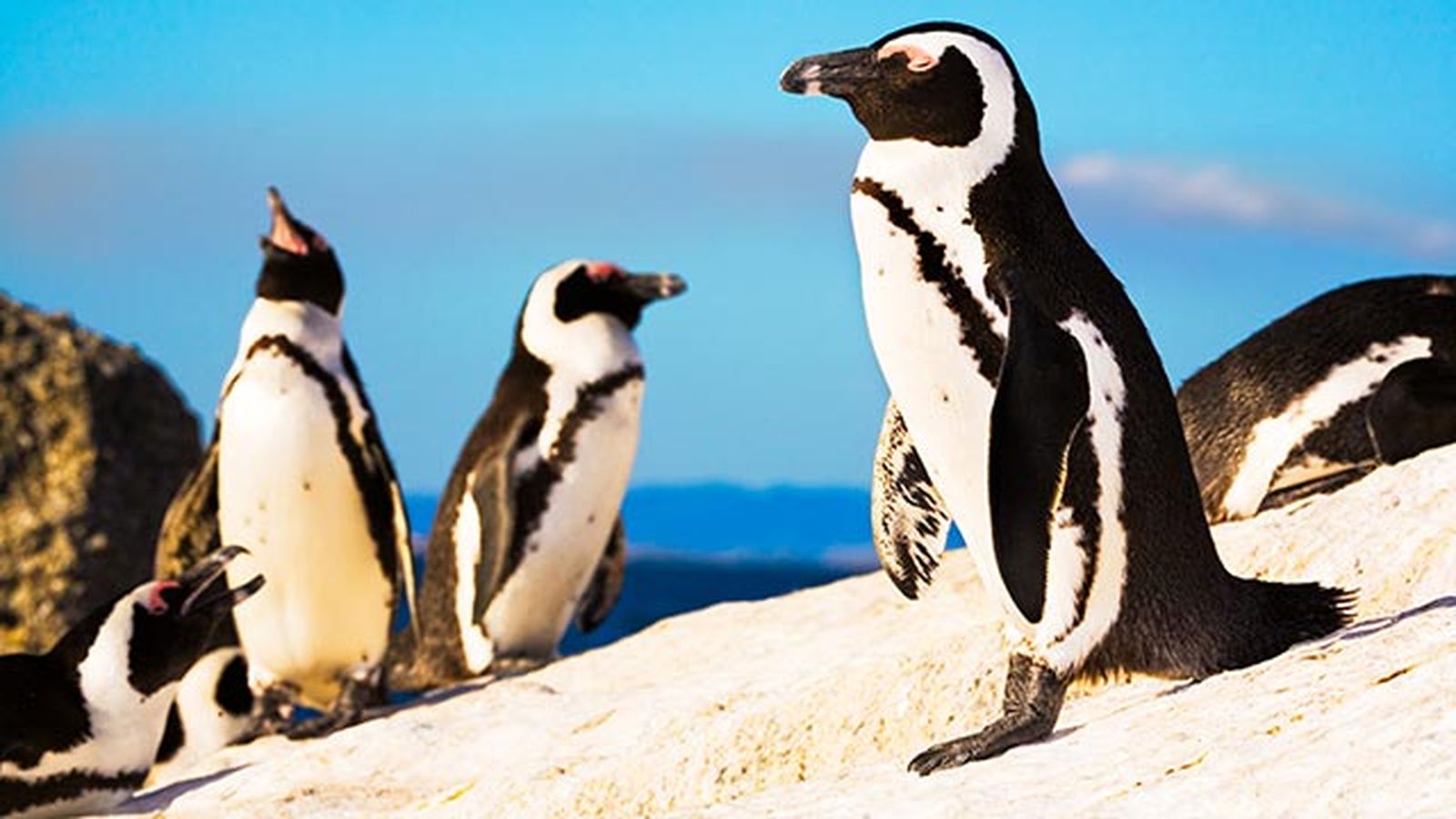 aspectos curiosos pinguinos 2 aspectos curiosos pinguinos 2