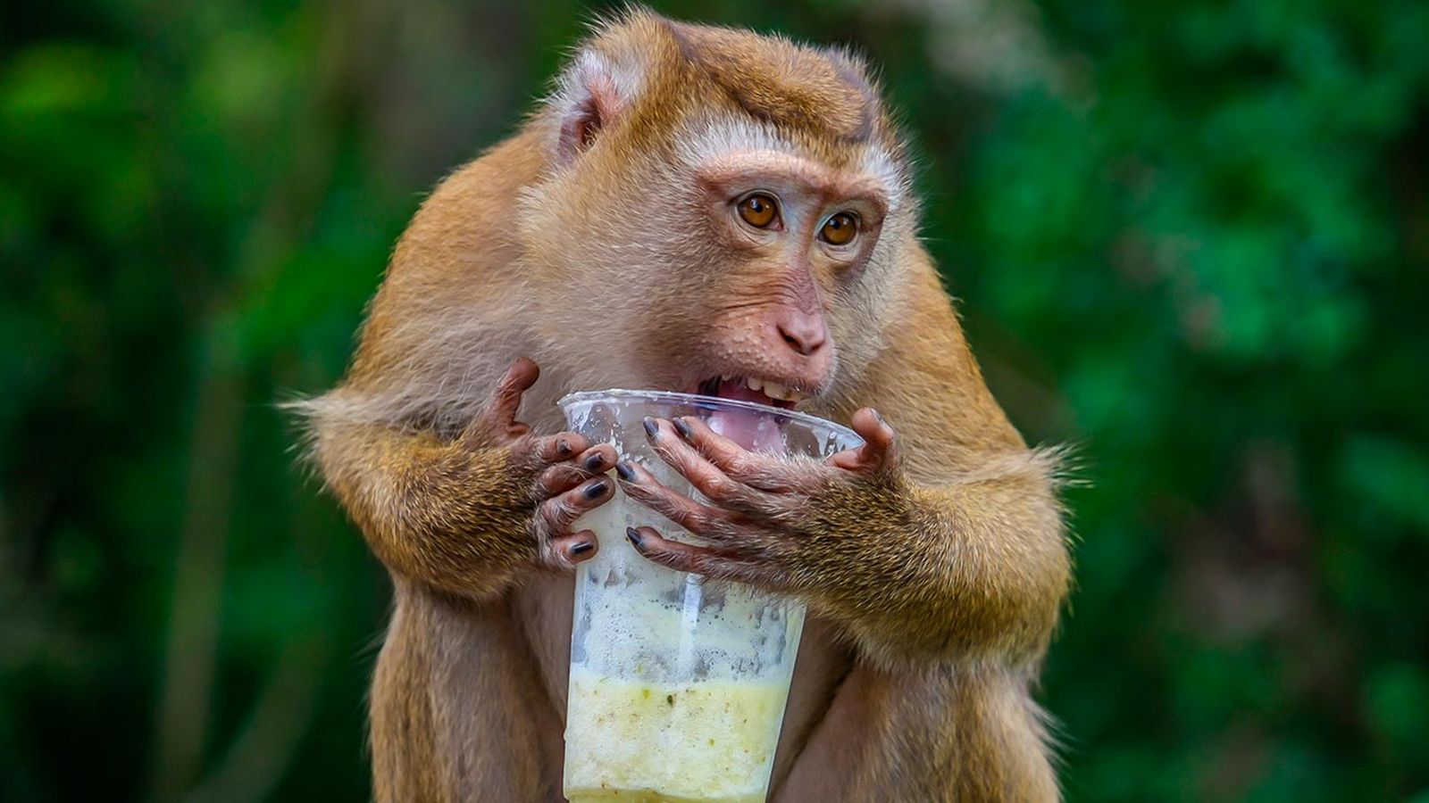 monos alcoholicos 1 monos alcoholicos 1