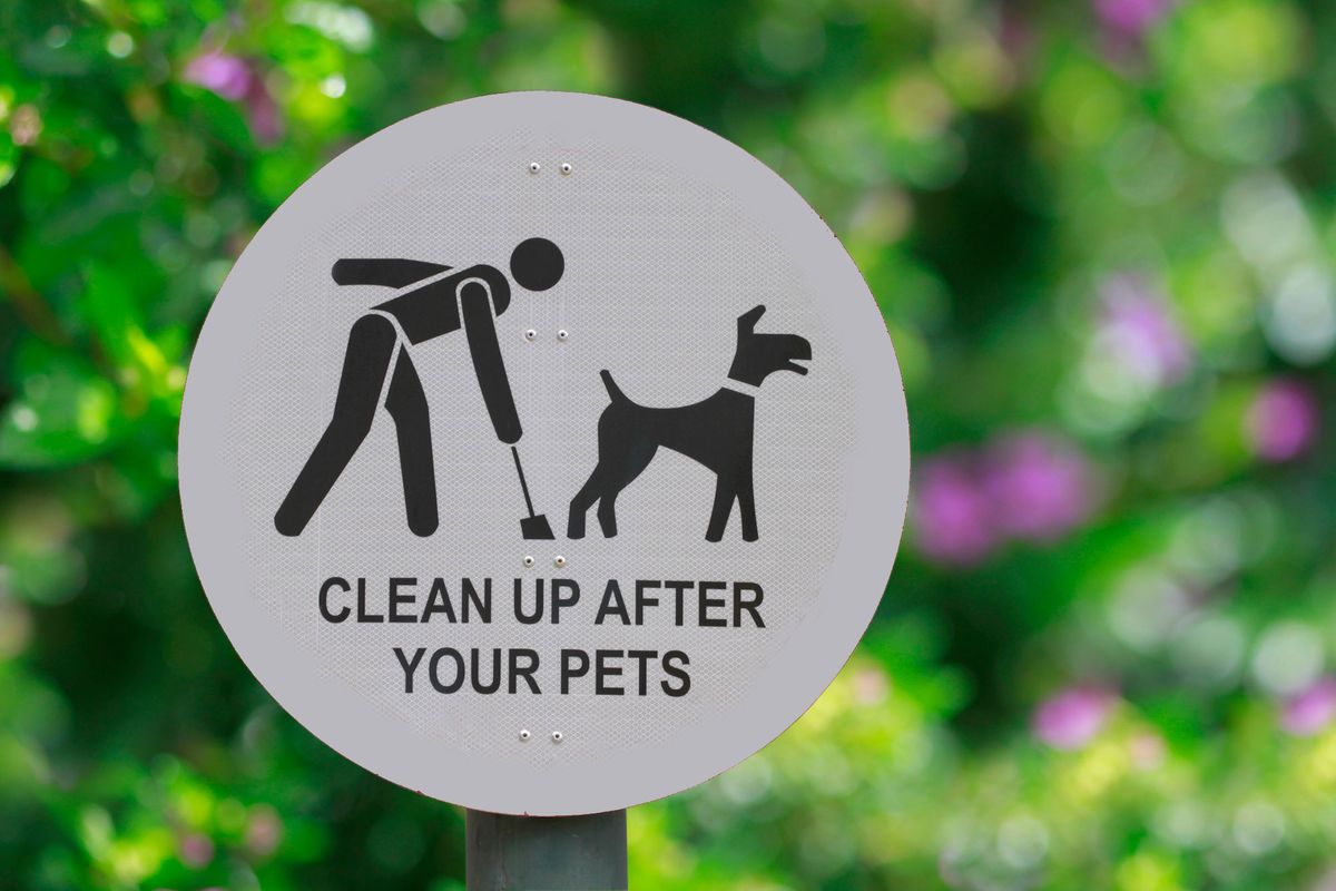 Recoger excrementos perro