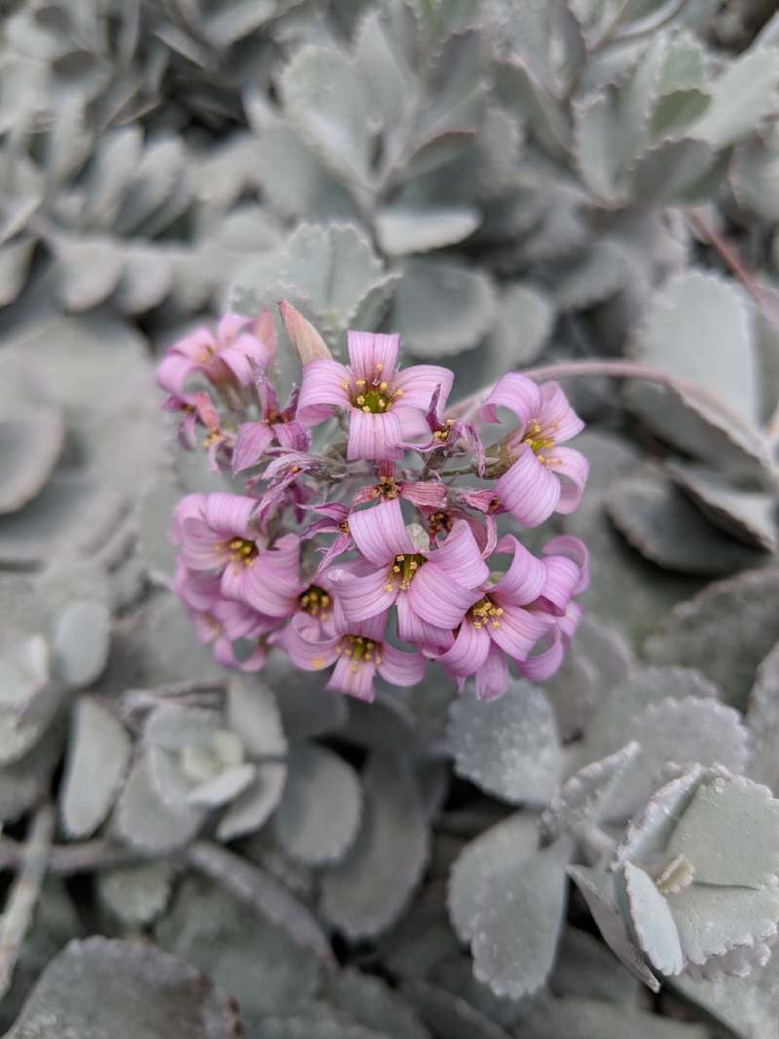 Kalanchoe pumila. Kalanchoe pumila.