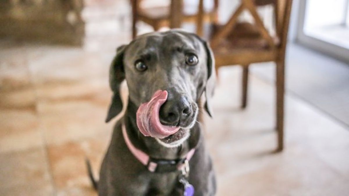 por que lamen los perros 11