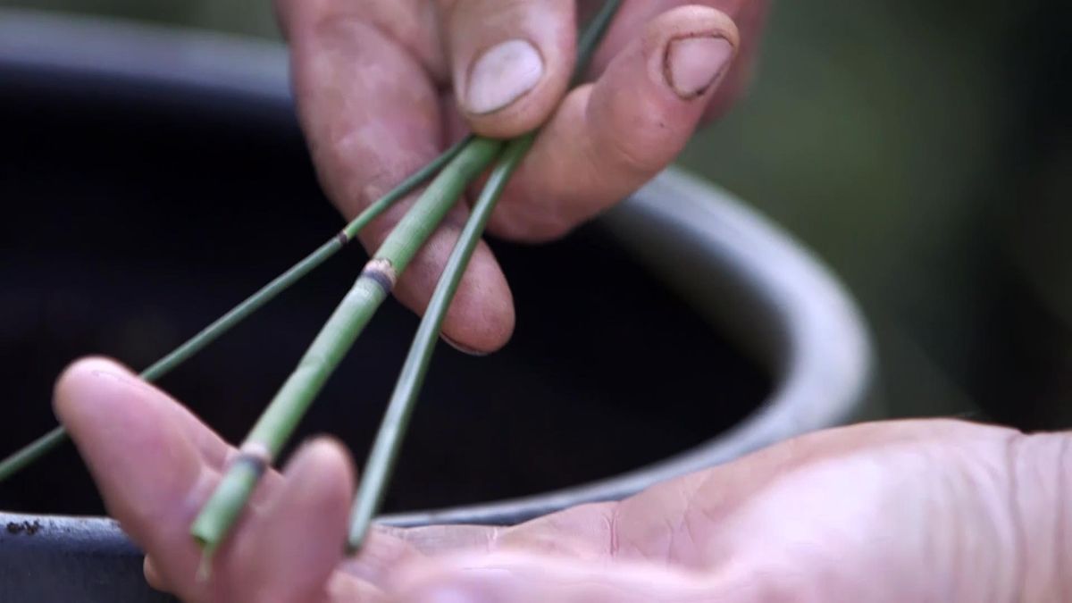 979 jardineria restio ciudad del cabo hoja cilíndrica
