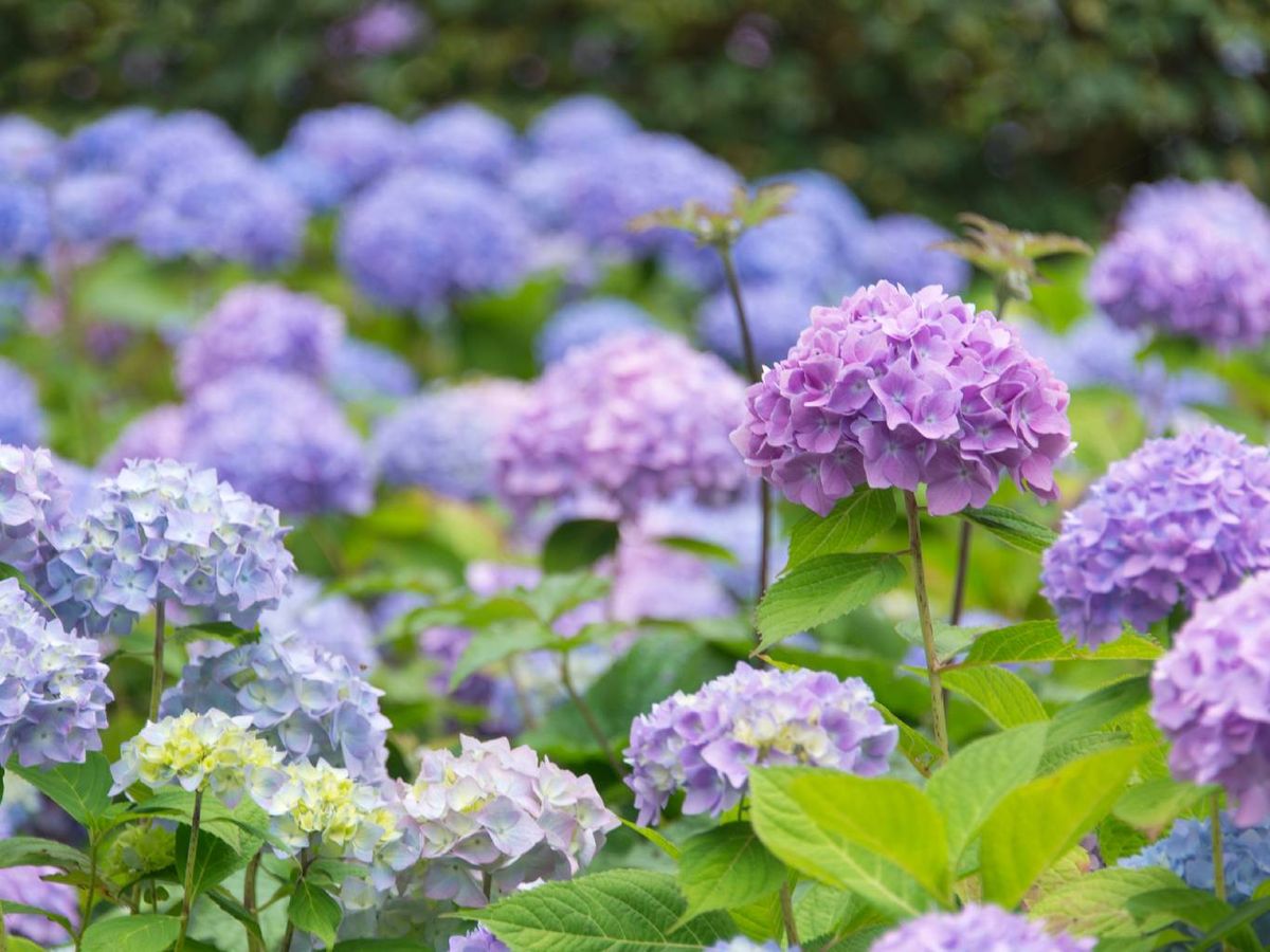 Lo que proponen los jardineros es adaptarse, en ningún caso rendirse.