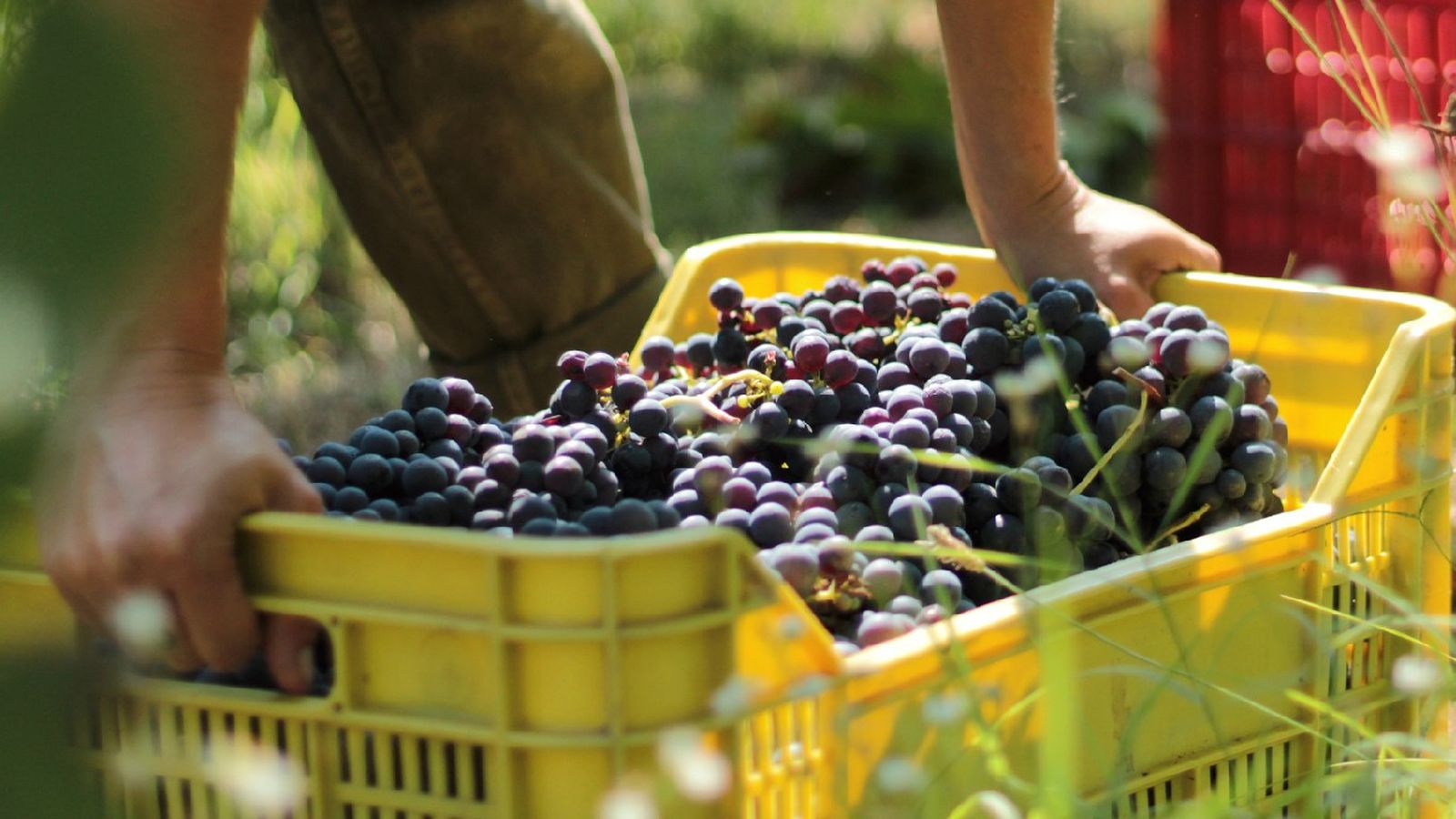 Las uvas de vino suelen ser más pequeñas, con piel gruesa, semillas y mayor concentración de azúcares Las uvas de vino suelen ser más pequeñas, con piel gruesa, semillas y mayor concentración de azúcares