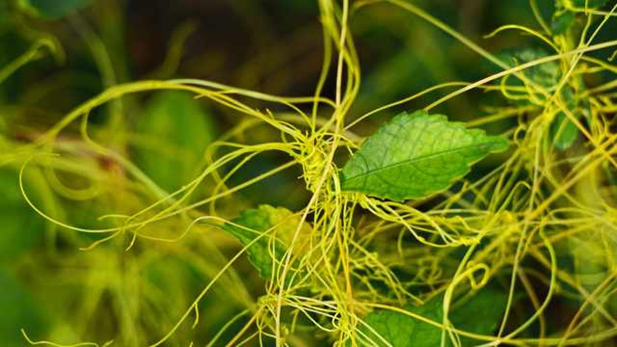 cuscuata enredadera dorada