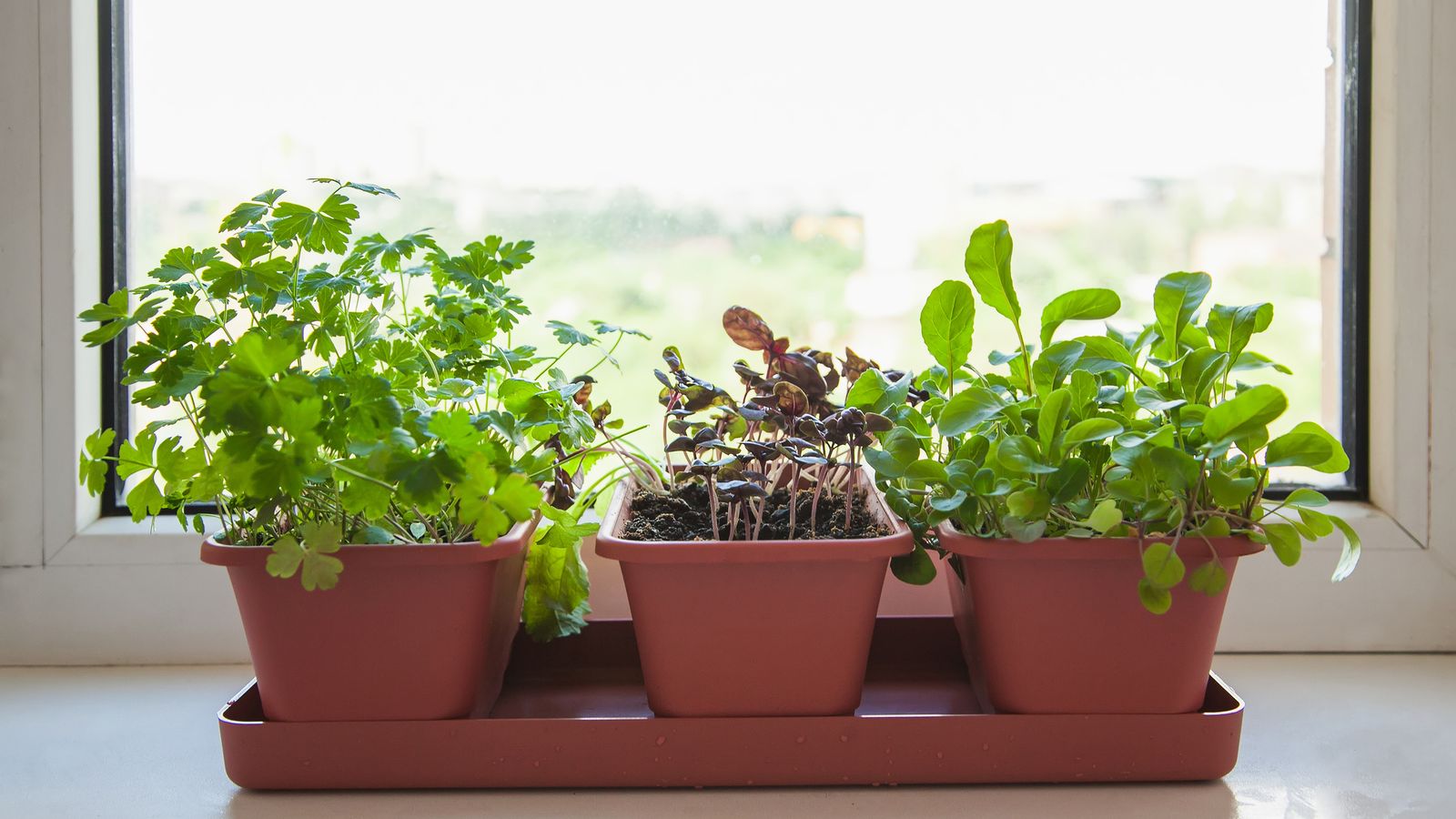Decorar tu cocina con plantas tiene multitud de beneficios para el bienestar físico y mental