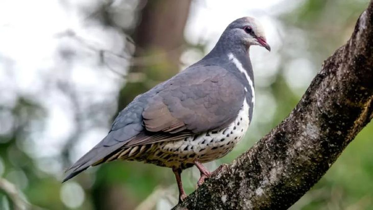 animales que empiezan por w wonga