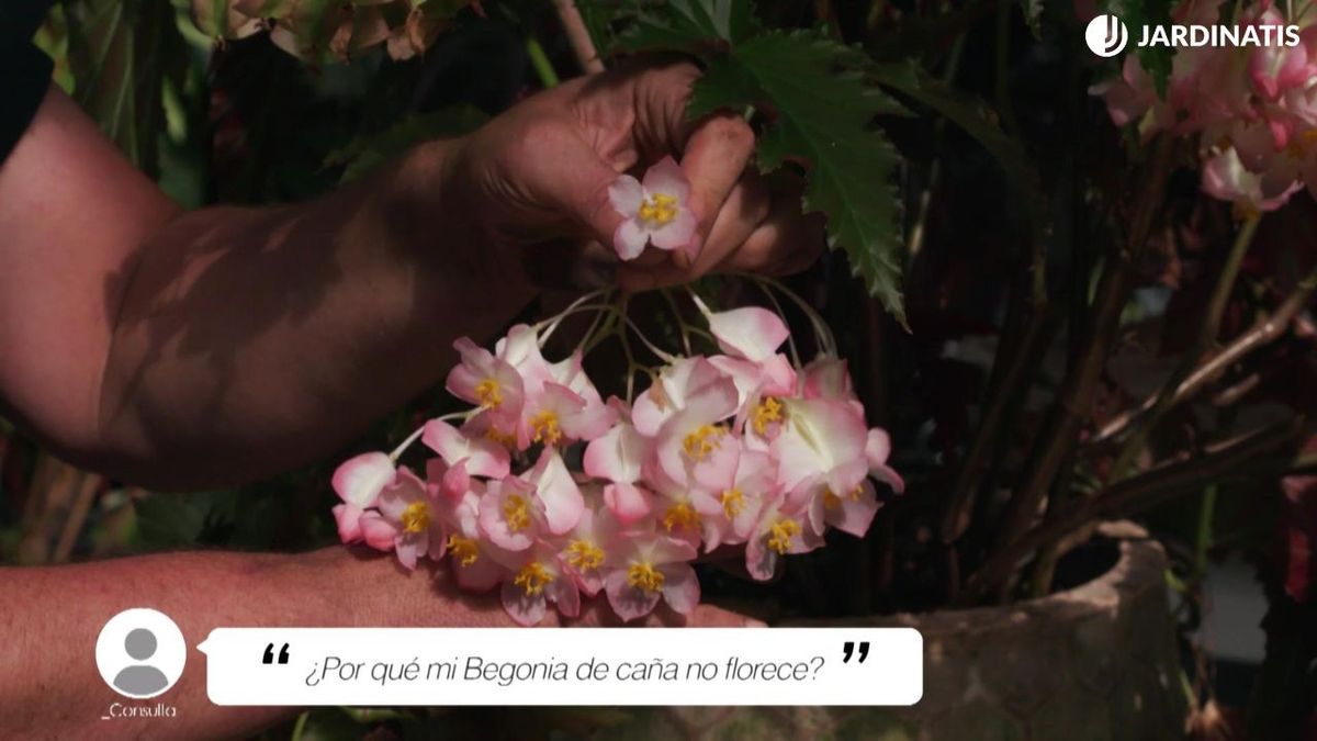 Floración de una begonia de caña