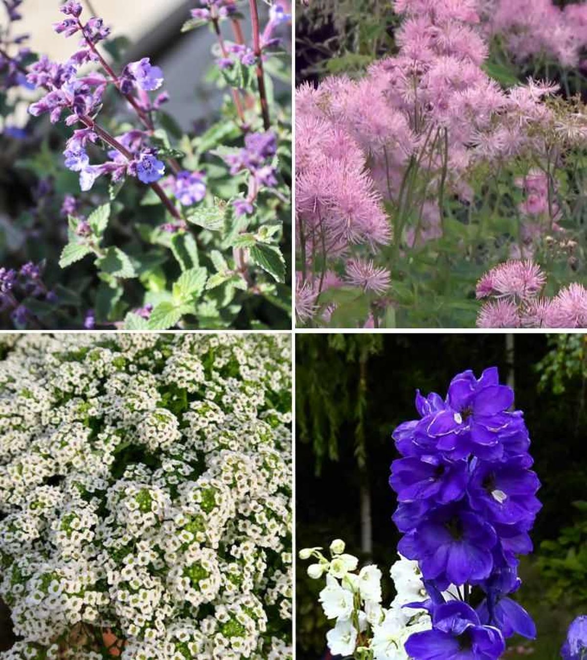 De arriba a abajo: nepeta, talictro, aliso de mar y espuela de caballero