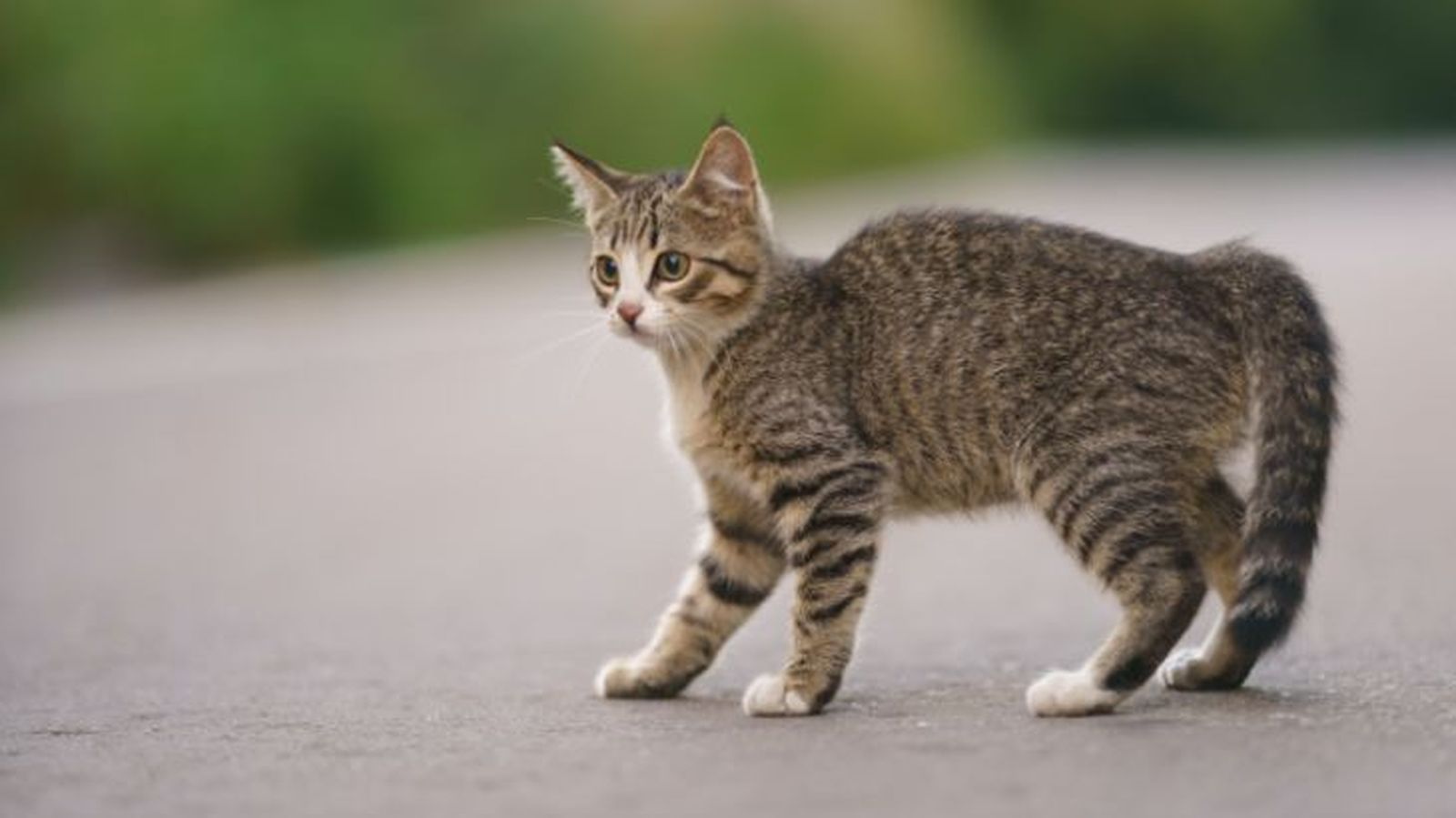 ansiedad en gatos 6 ansiedad en gatos 6