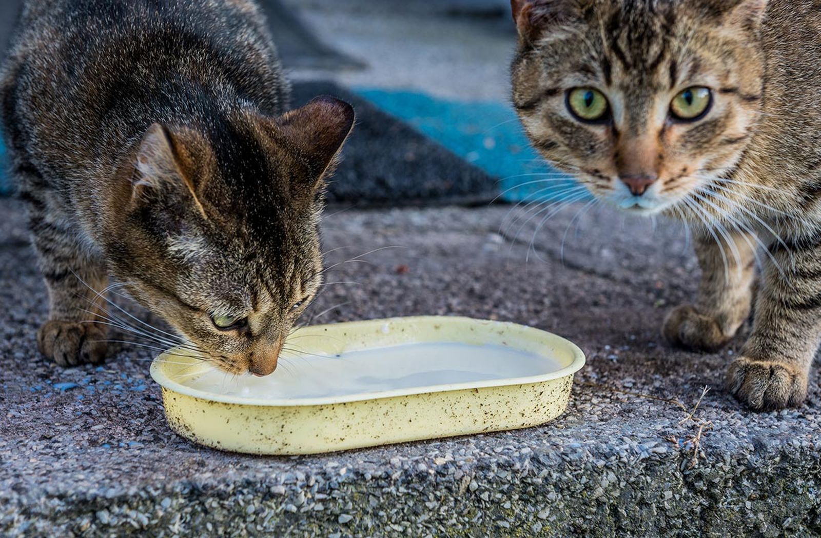 mascotas gatos adultos beebr leche mascotas gatos adultos beebr leche