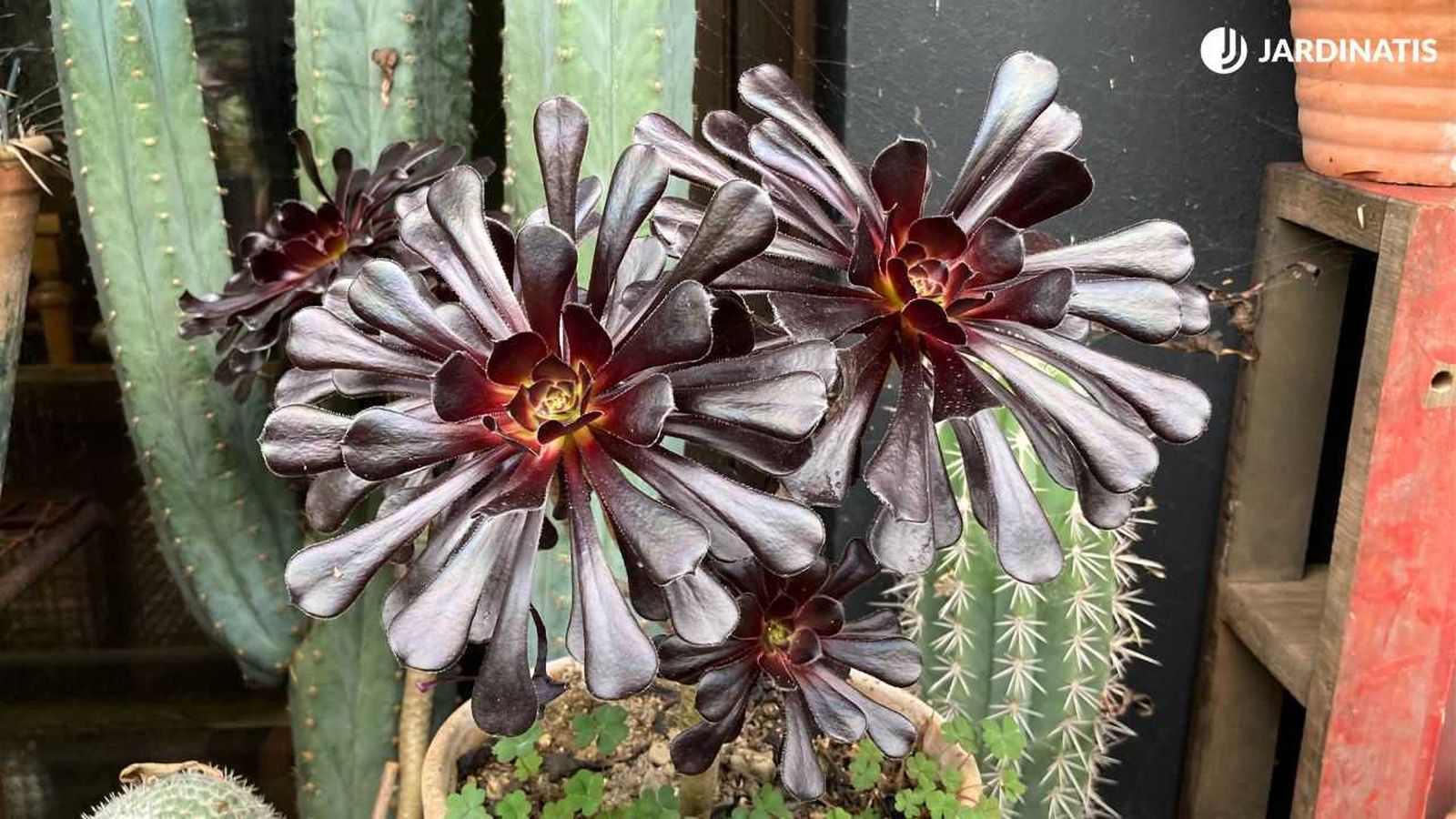 Aeonium arboreum