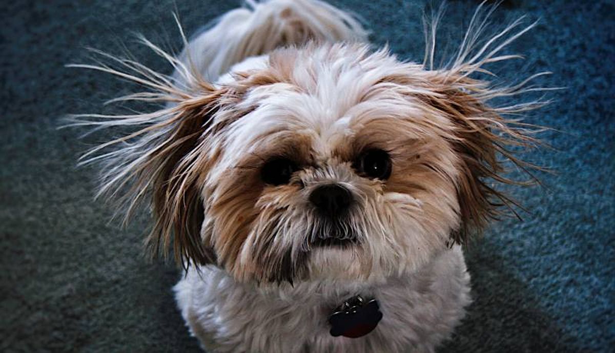 Si tu perro muerde un cable eléctrico puede sufrir una descarga.