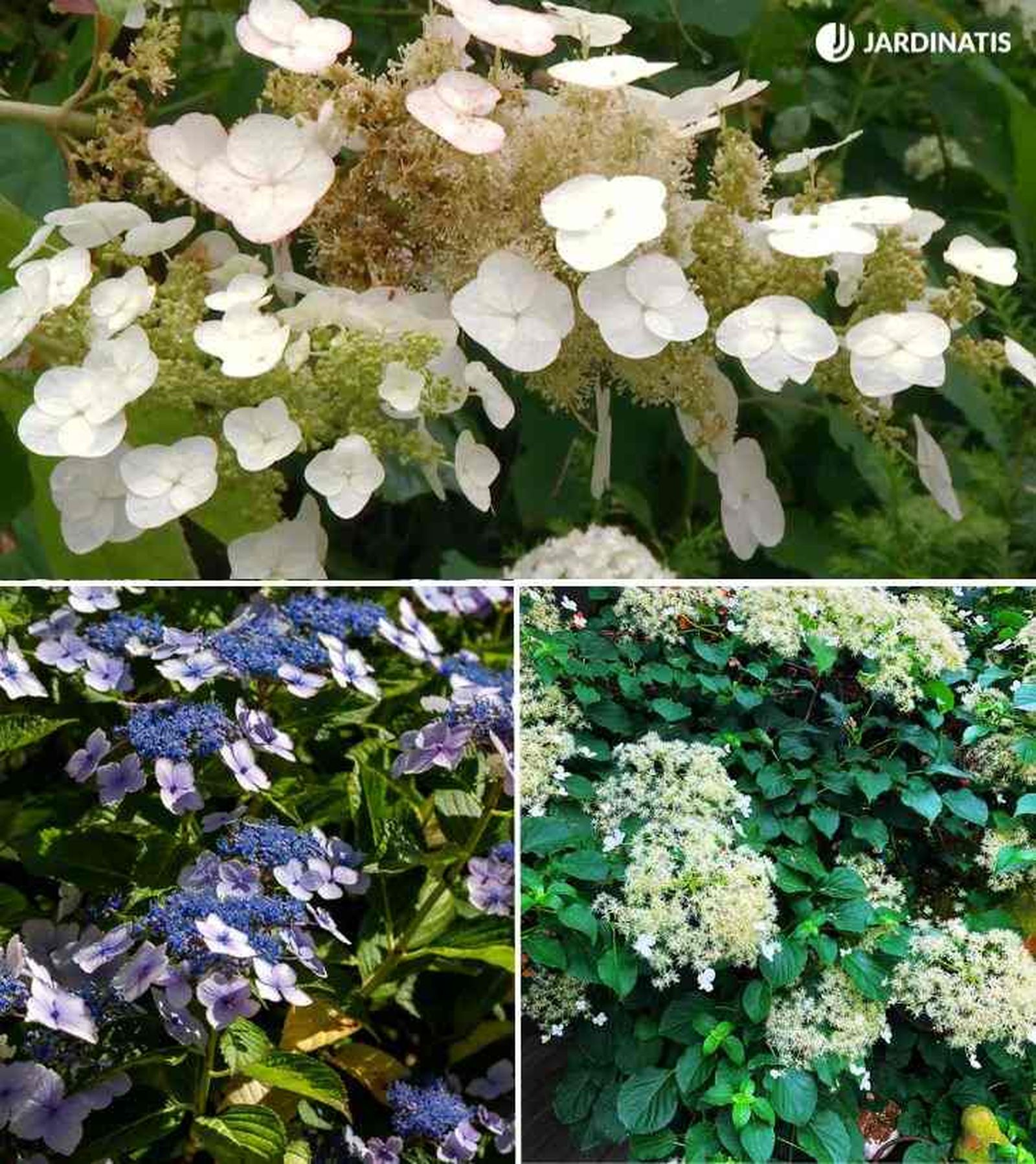 hydrangea quercifolia hydrangea serrata hydrangea petiolaris hydrangea quercifolia hydrangea serrata hydrangea petiolaris