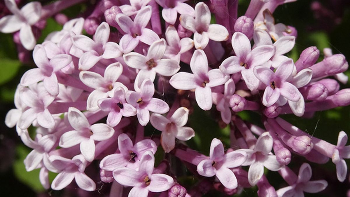 planta lila s meyeri palibin