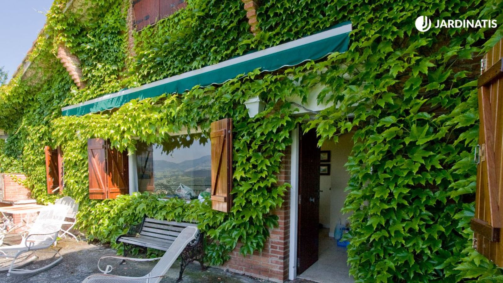 trepadora parra virgen parthenocissus tricuspidata xl trepadora parra virgen parthenocissus tricuspidata xl