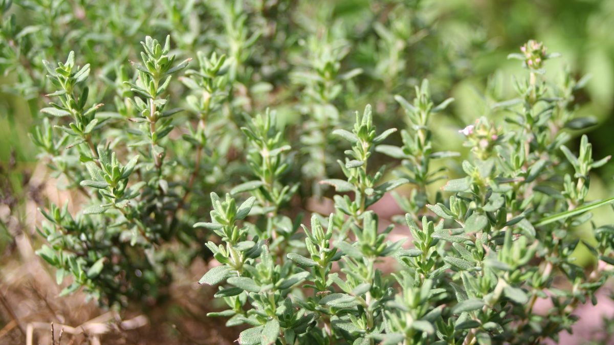 El tomillo atrae fauna beneficiosa para los tomates