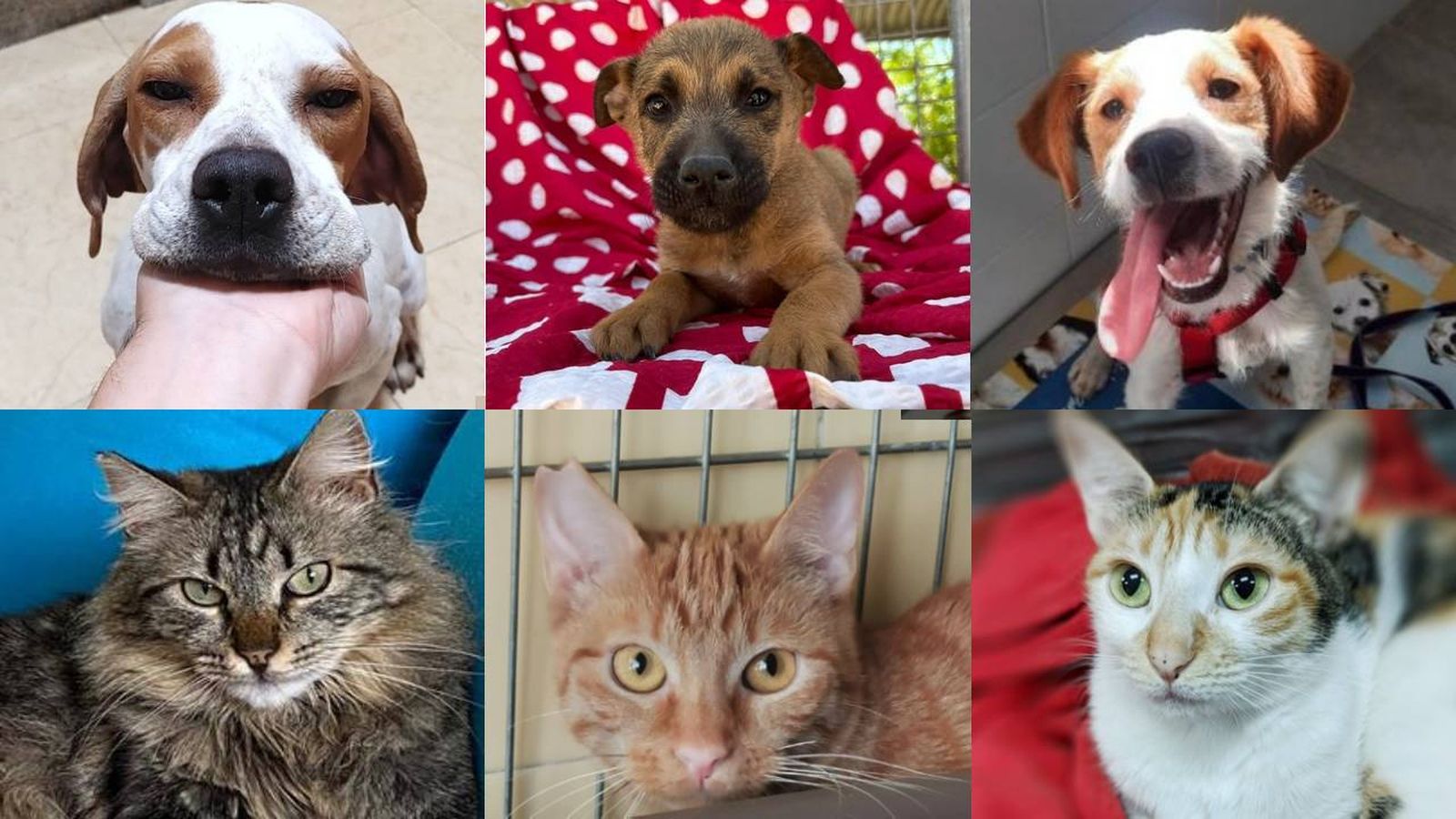 adoptar perros y gatos por provincias plataforma adopcion protectoras kiwoko