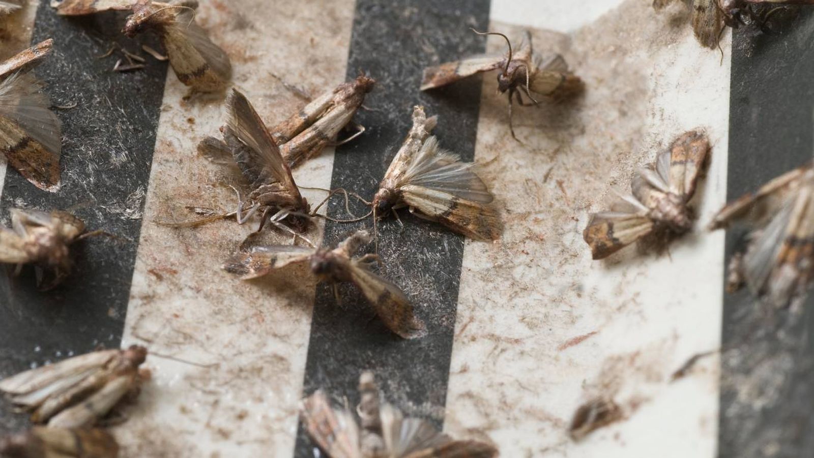 Las polillas son insectos del orden Lepidoptera, al igual que las mariposas.