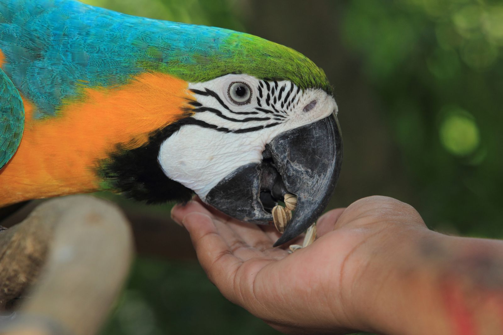 guacamayo comiendo guacamayo comiendo