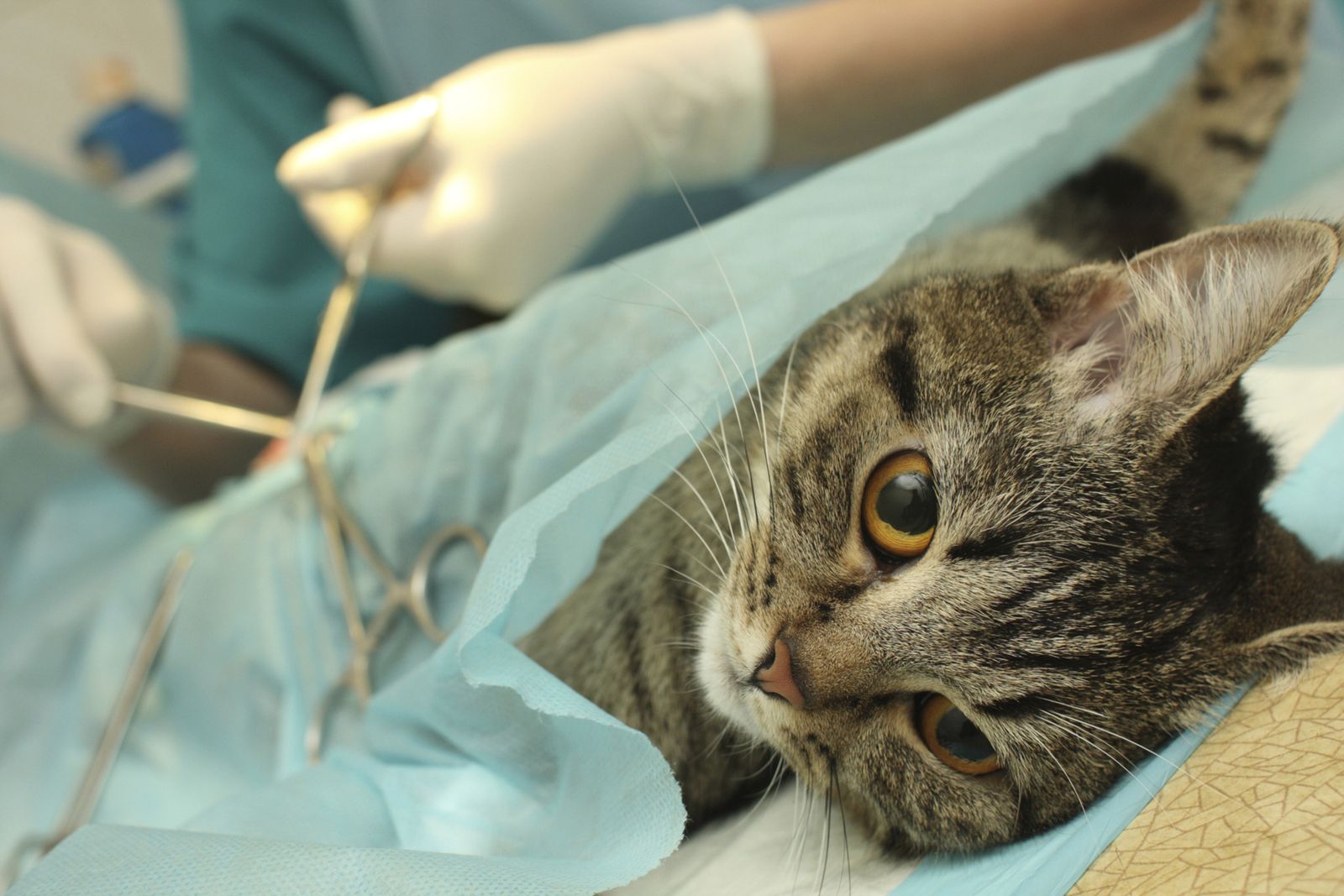 Esterilización del gato