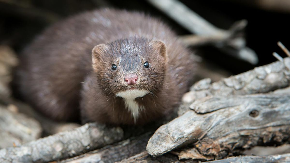 vison americano portada