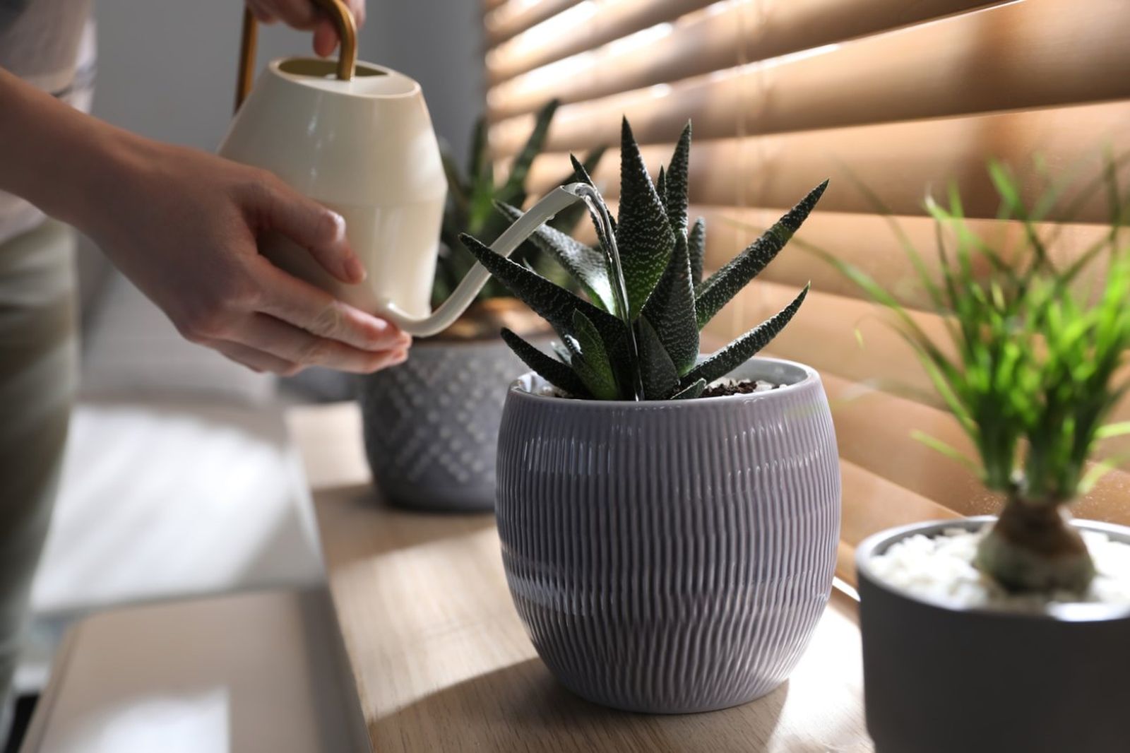 Mantener las plantas cuidadas es imprescindible en el Feng shui