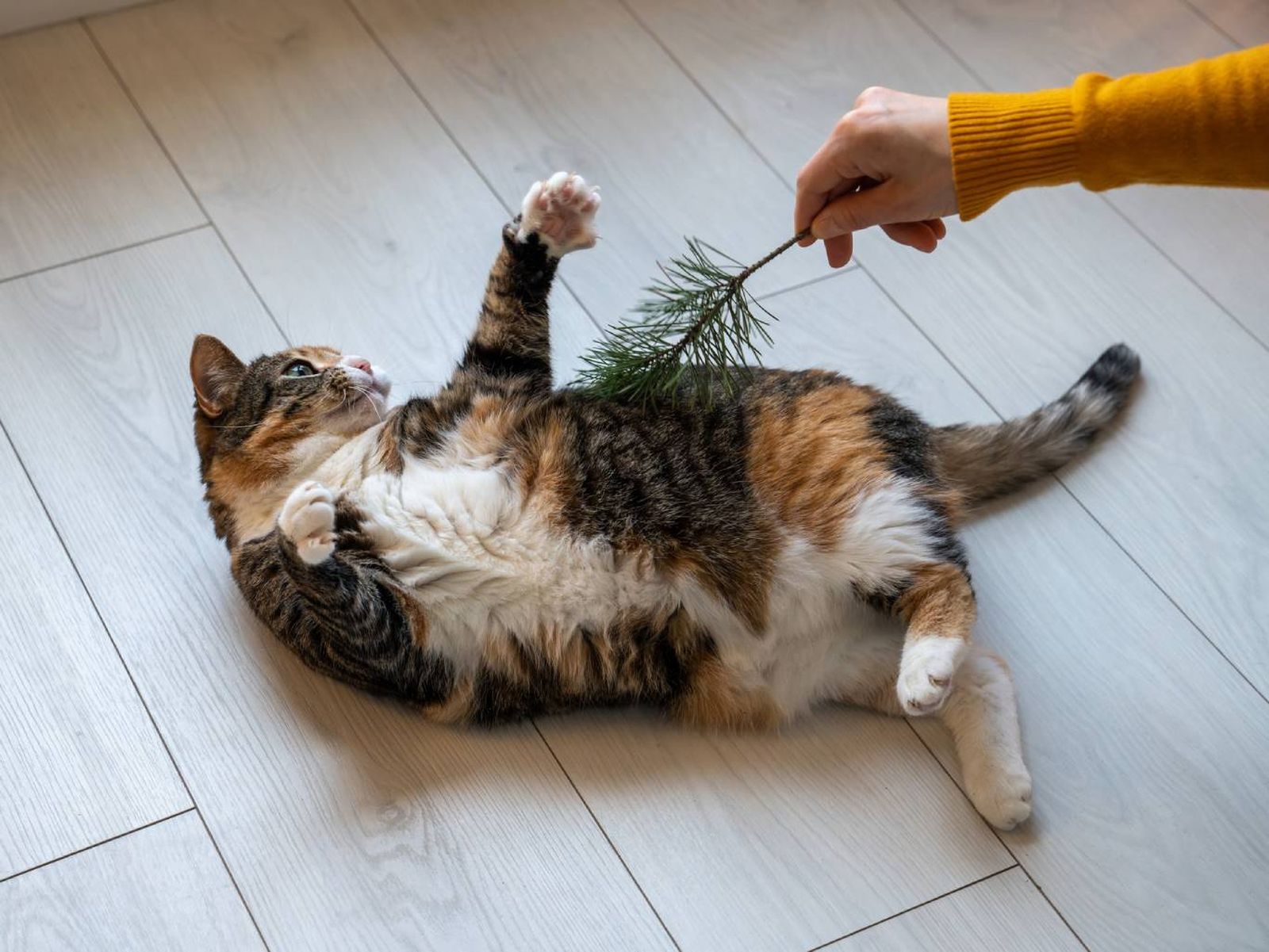 Sí, los gatos tienen cosquillas, pero no como los humanos.