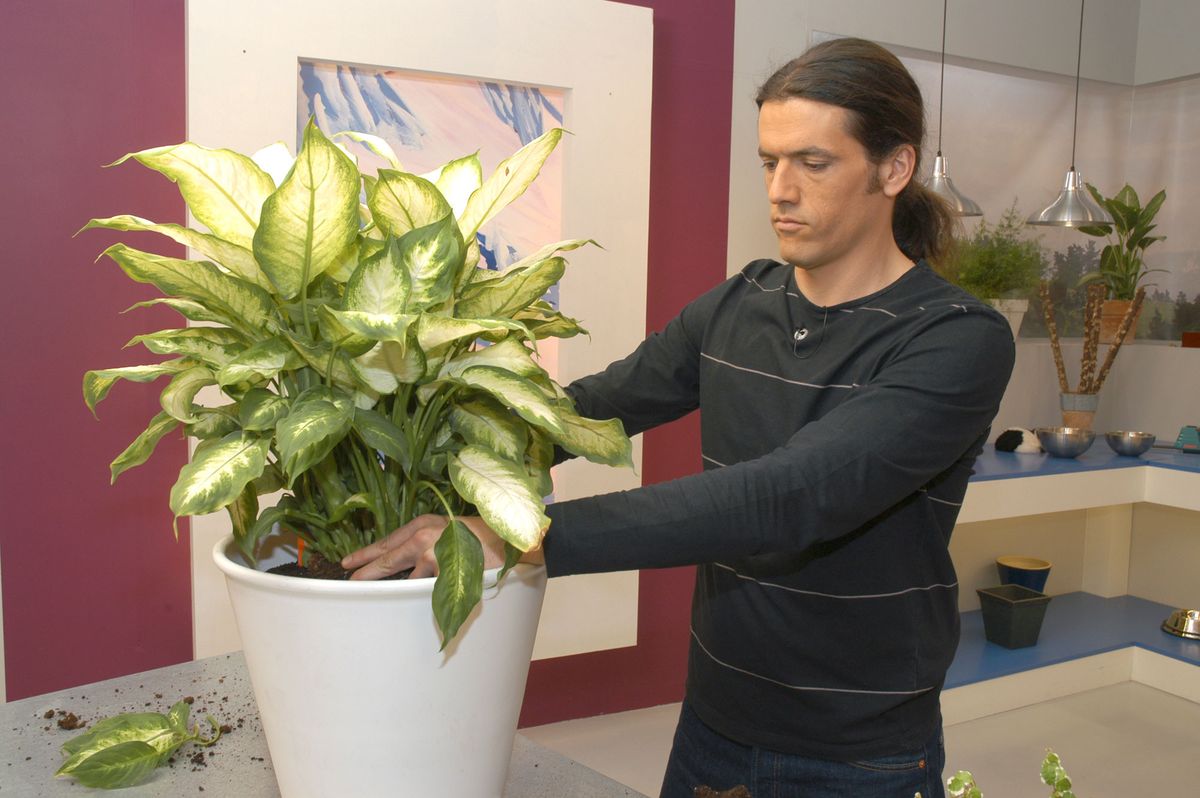 Composición con Dieffenbachia p2