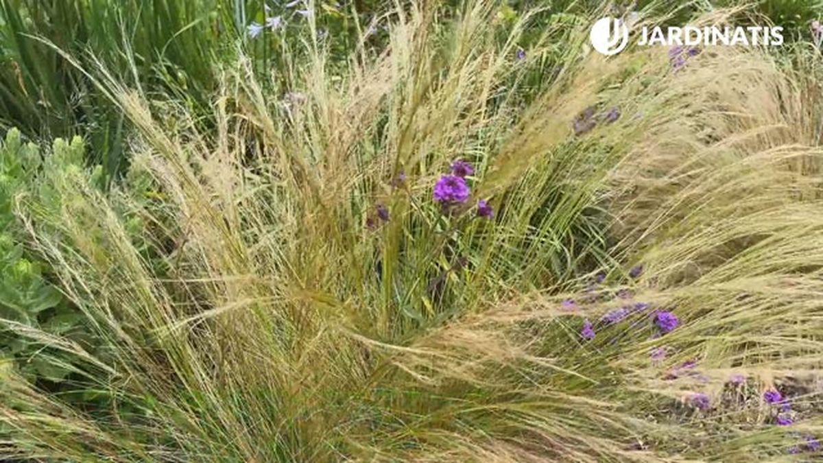 flores blancas y lilas para el jardin graminea nassella tenuissima