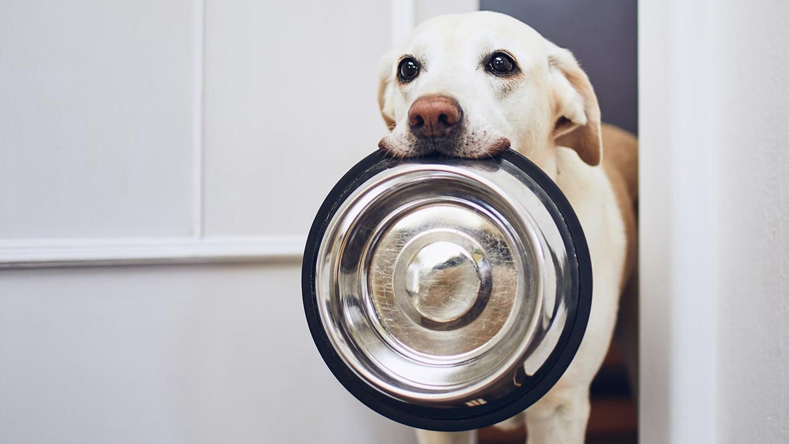 comida sostenible perros 10 comida sostenible perros 10