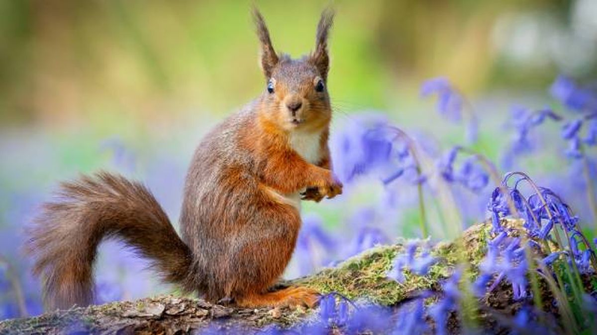 animales pelirrojos ardilla roja Sciurus vulgaris