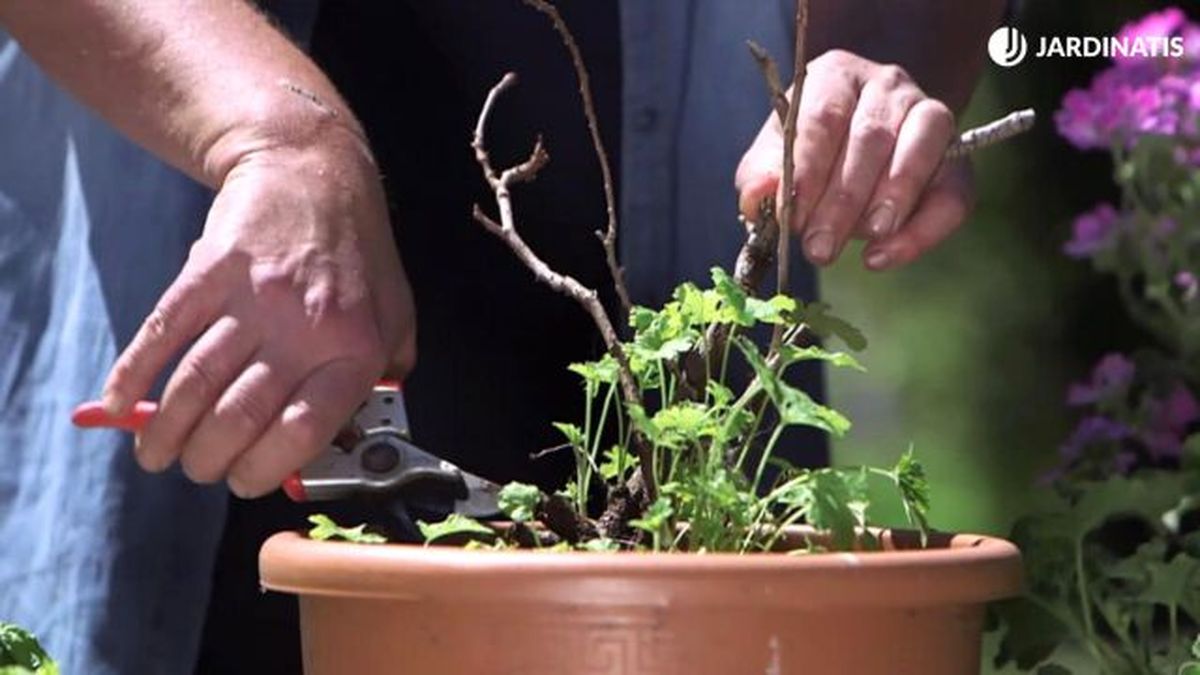 brico 998 jardineria geranio olor frio