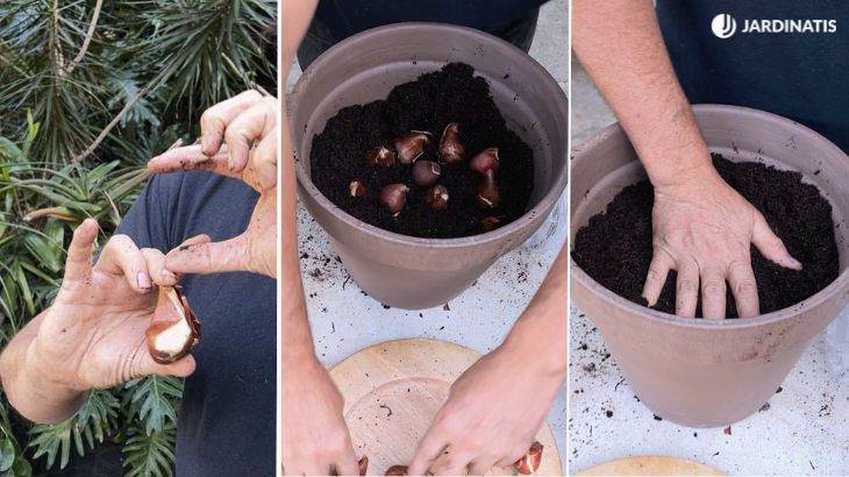 plantar bulbos de tulipan
