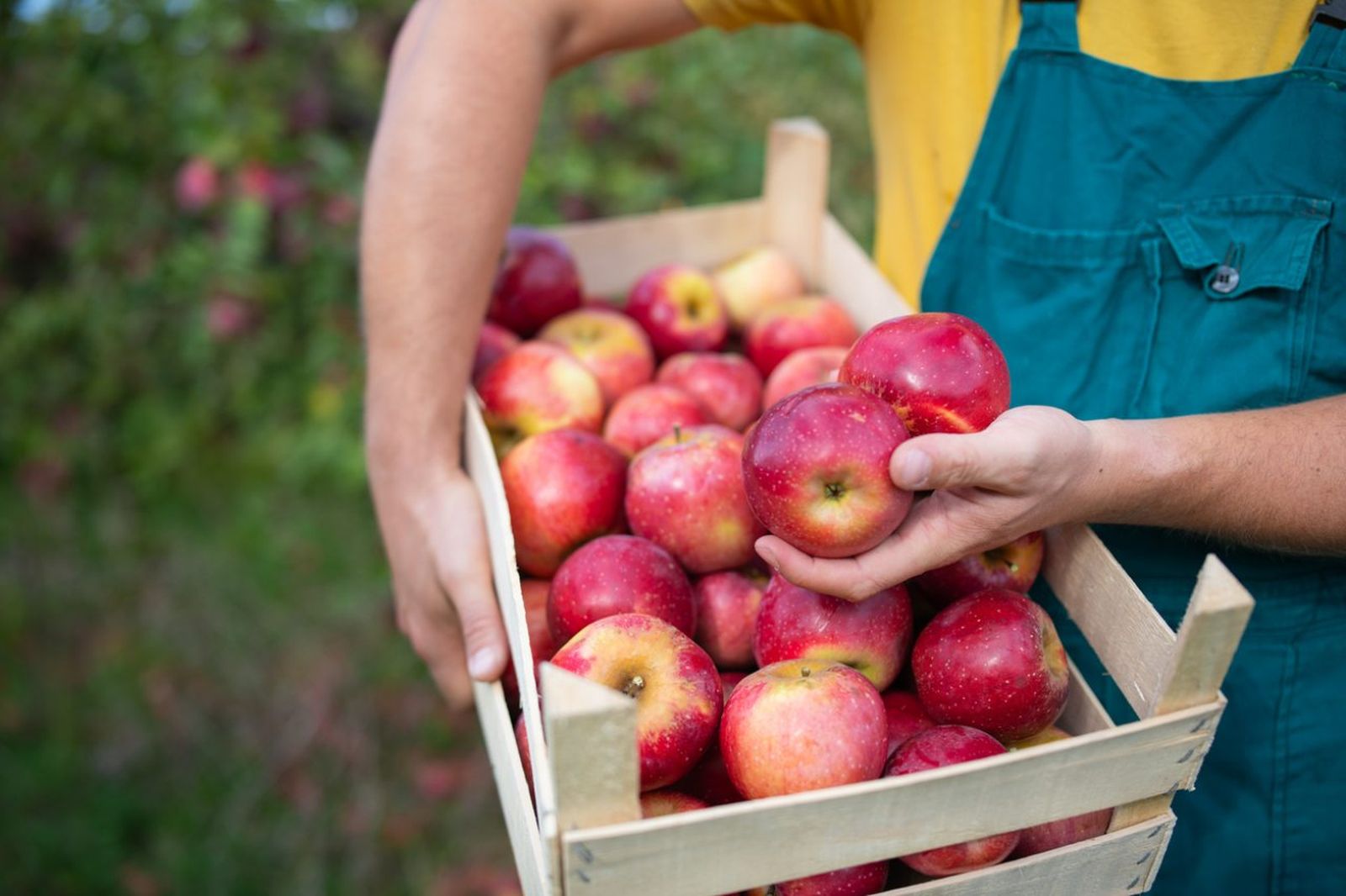 Muchas de las frutas que comes a diario en realidad son pseudofrutos. Muchas de las frutas que comes a diario en realidad son pseudofrutos.