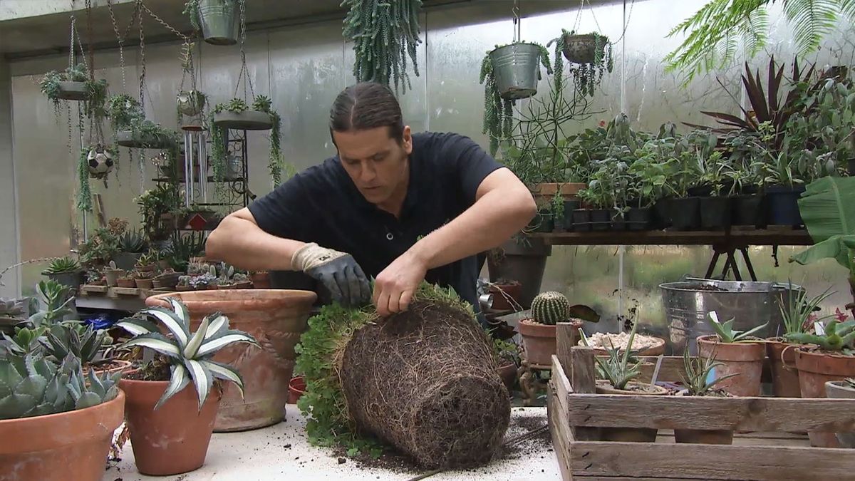 como sanear multiplicar agave raices