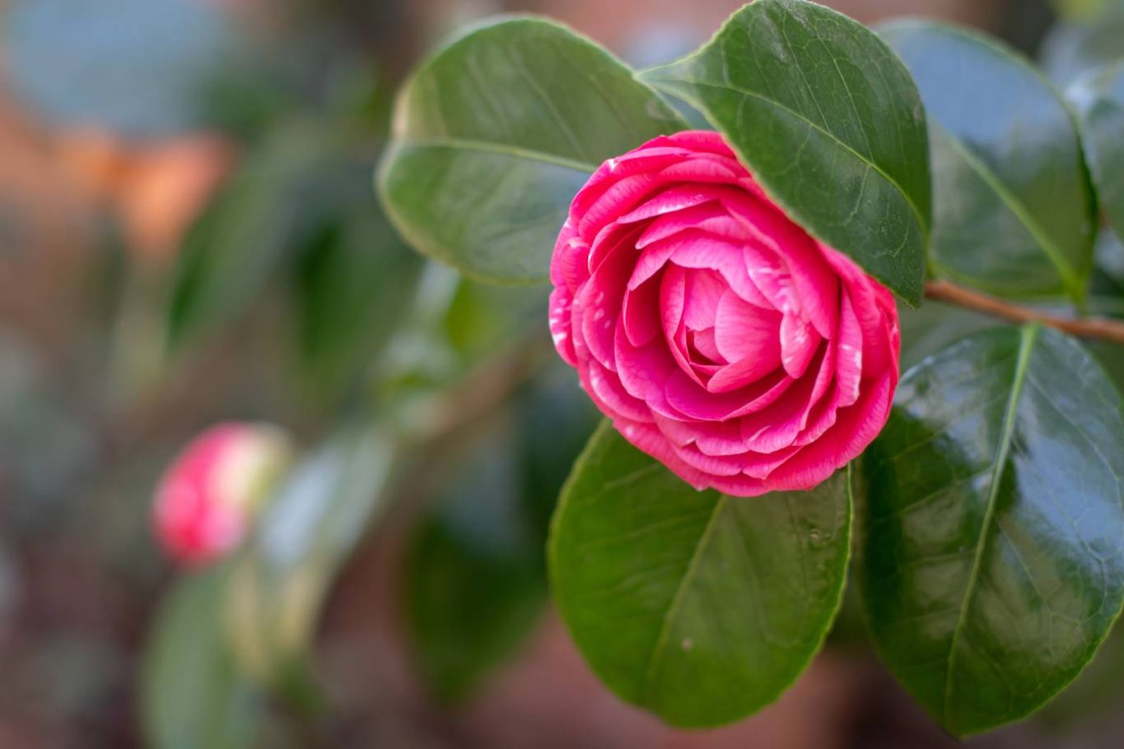 Tsubaki o camelia.