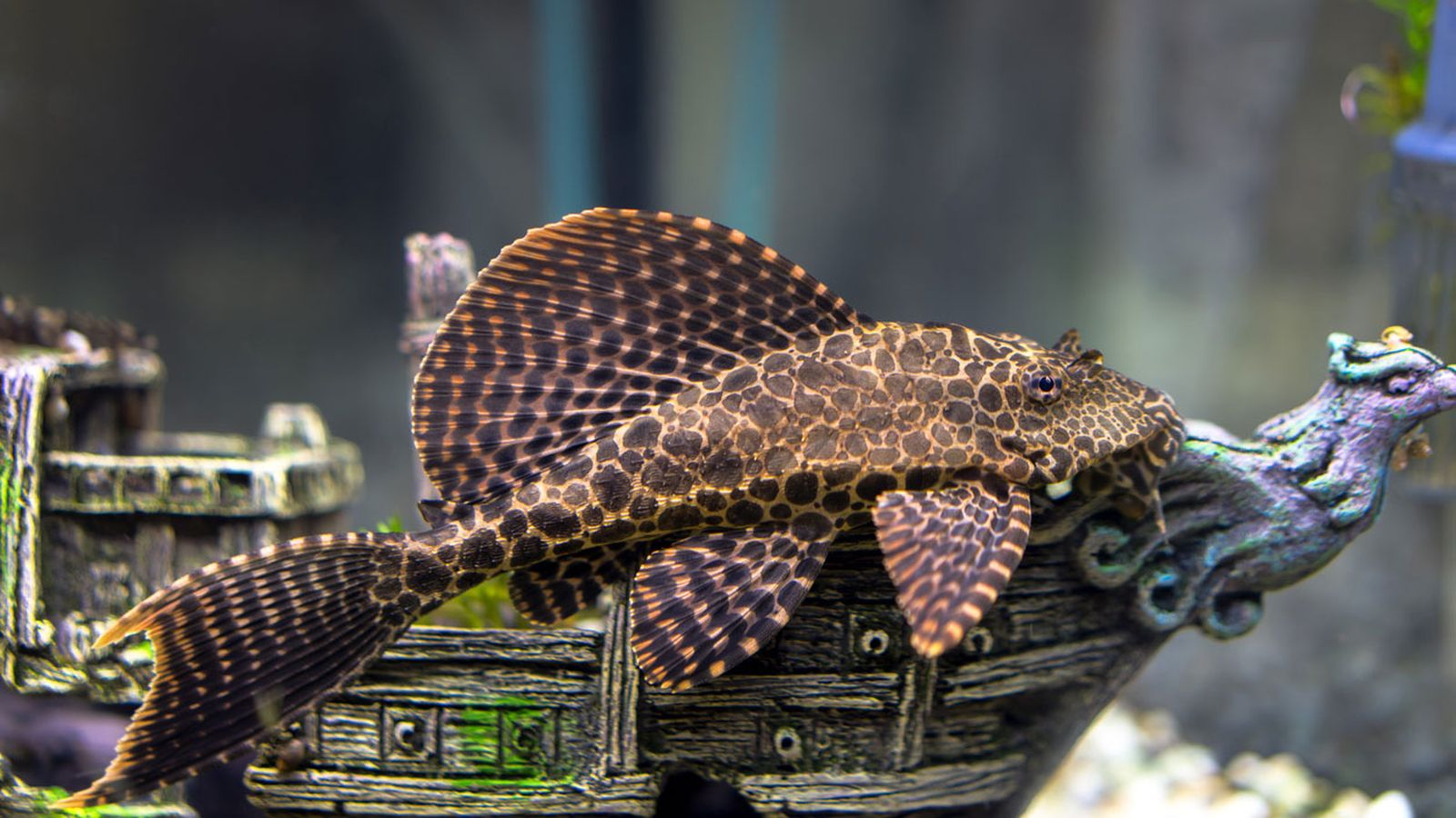 plecostomus plecostomus