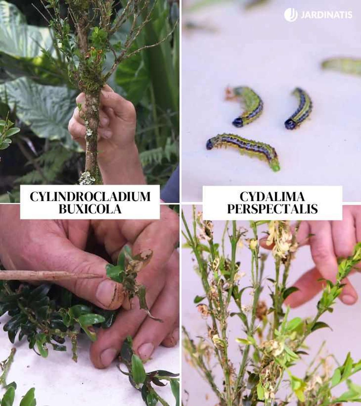 tizon del boj polilla del boj