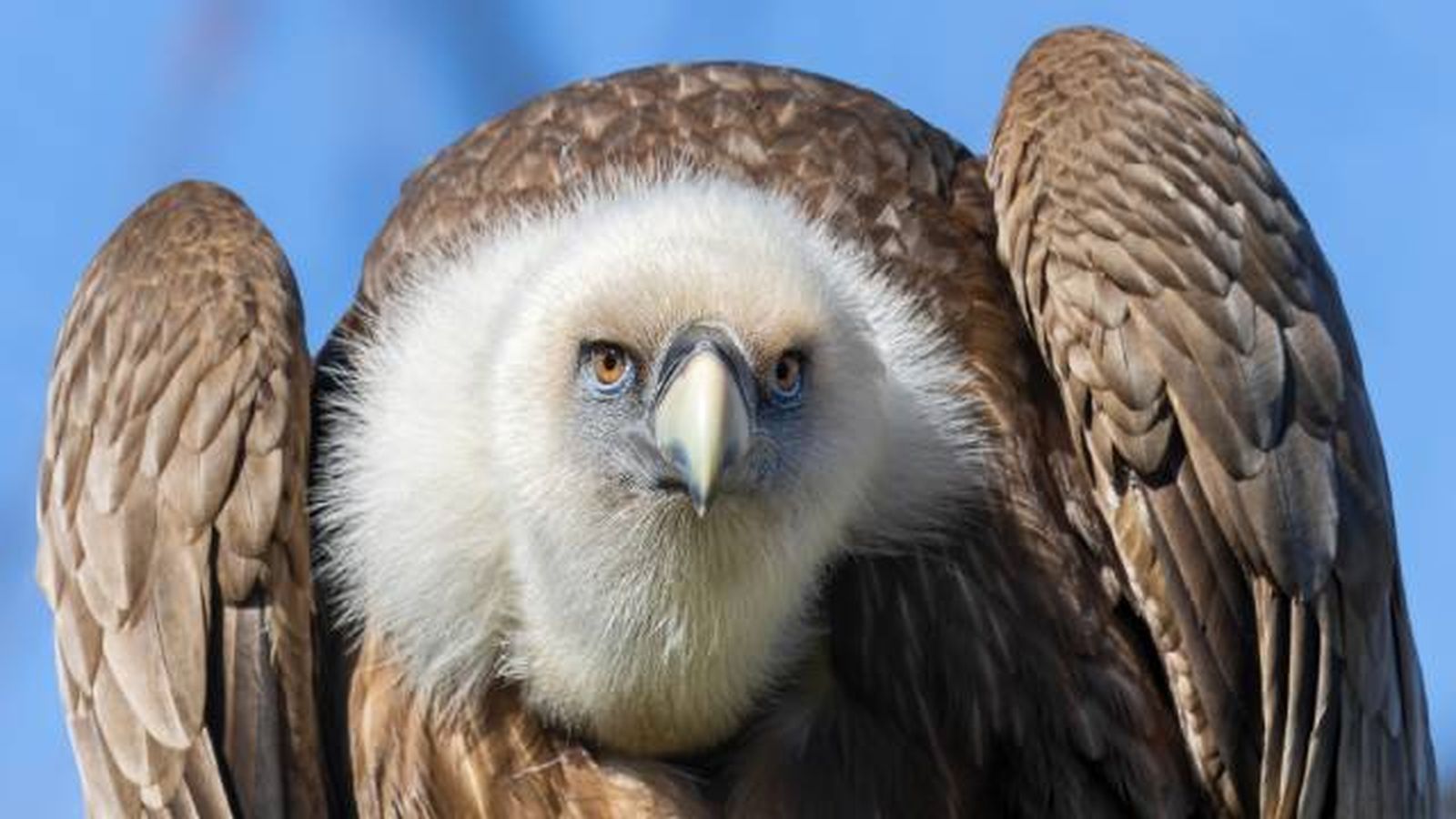 aves rapaces buitre leonado euroasiatico aves rapaces buitre leonado euroasiatico