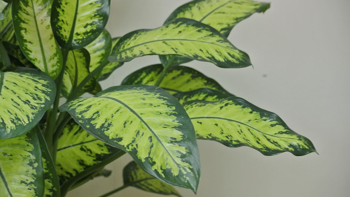 planta Dieffenbachia seguine