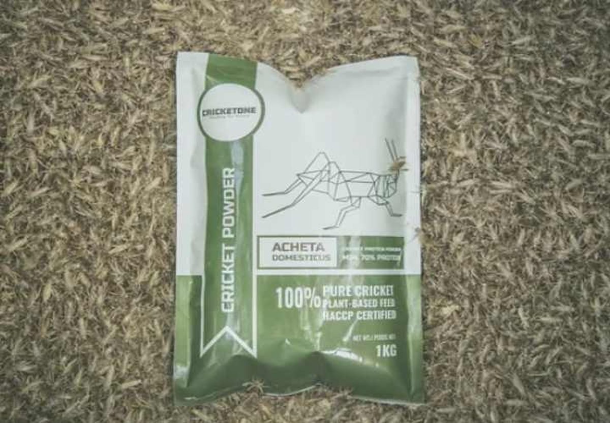 polvo de grillo cricketone asia
