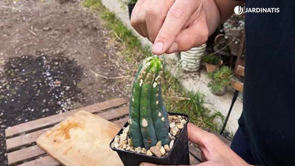 esqueje de cactus san pedro 22 17