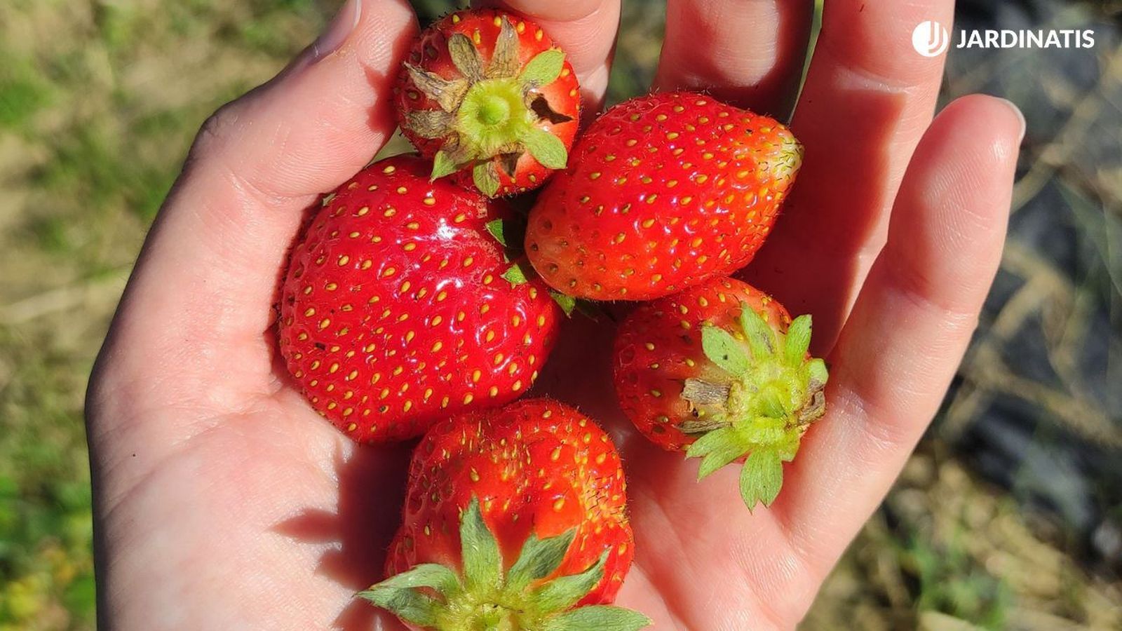 como plantar fresas en casa