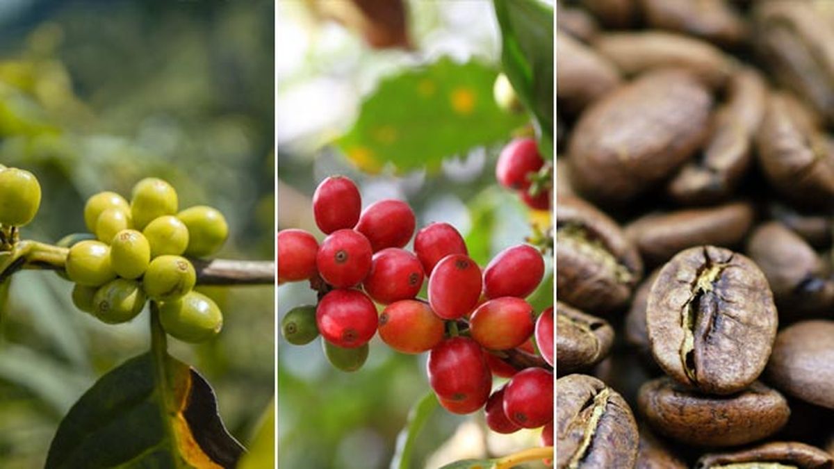 evolucion del fruto del cafe semilla jardinatis