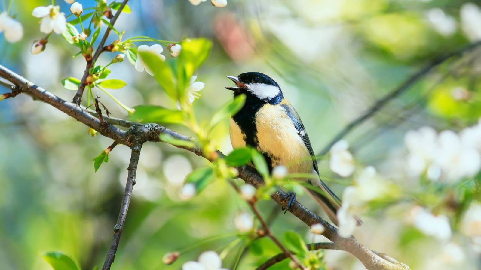 Plantas y árboles que atraen pájaros
