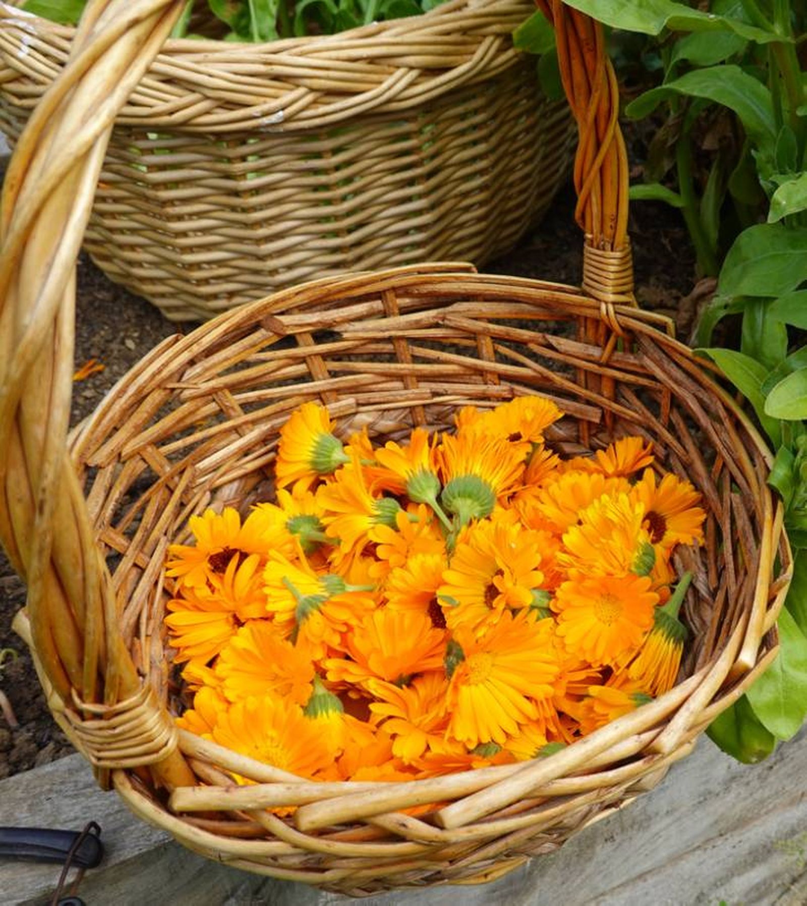 flores de calendula flores de calendula